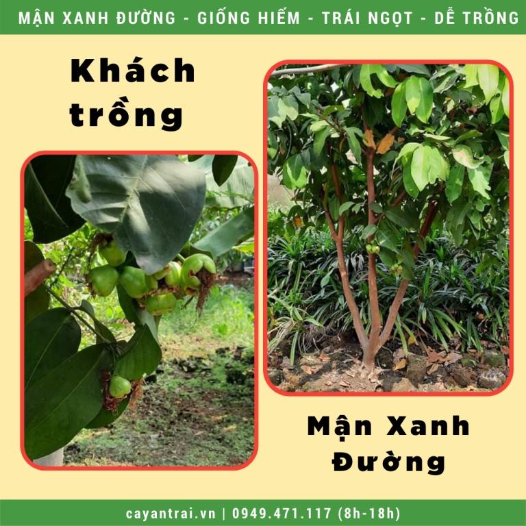 Cây Mận Xanh Đường