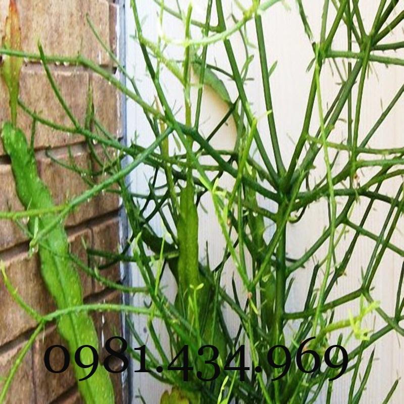 Comno 2 Cây Giao Giống Chuẩn Tốt Cao 30Cm