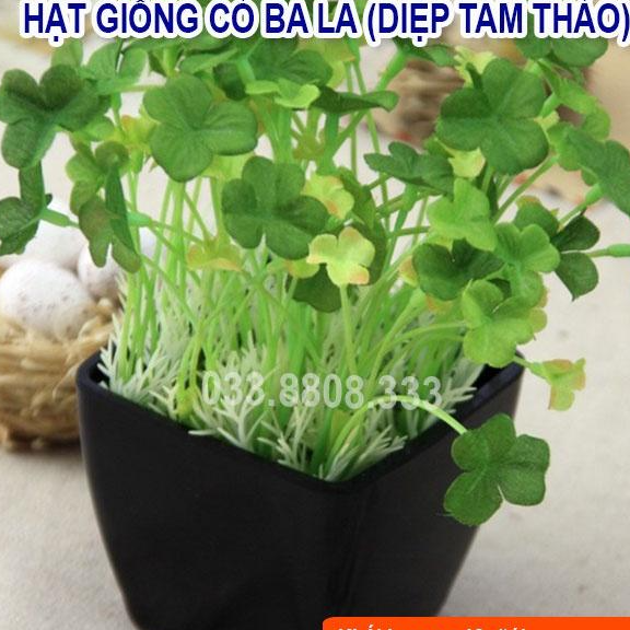 Hạt Giống Cỏ May Mắn 50gram - Cỏ trang trí sân vườn