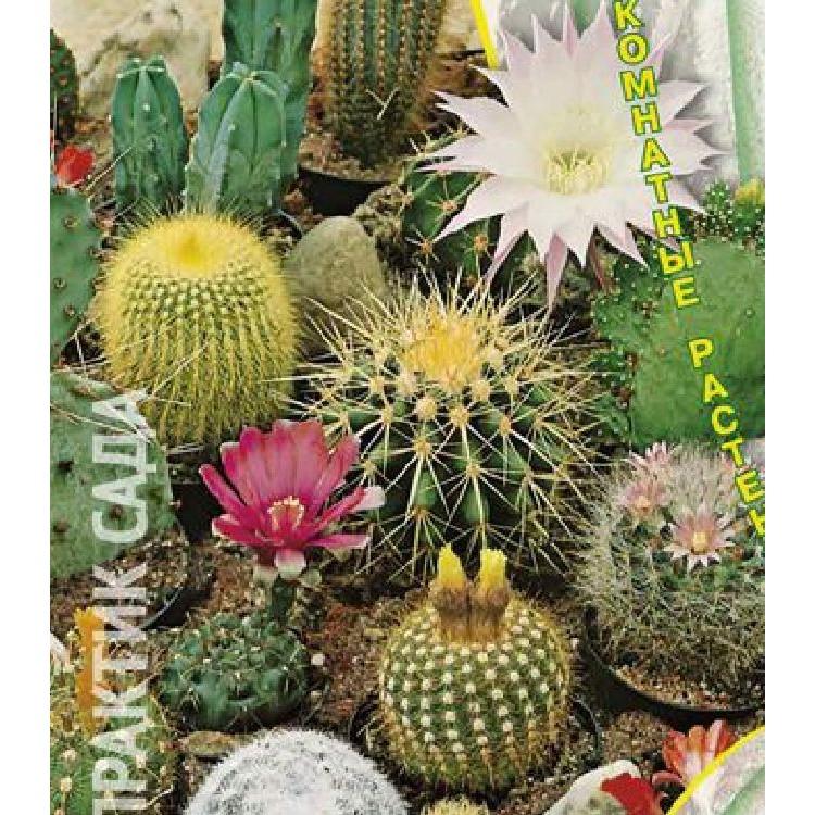 Hạt giống cây hoa xương rồng mix