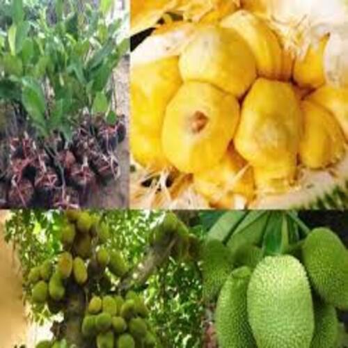 CÂY GIỐNG MÍT TỐ NỮ