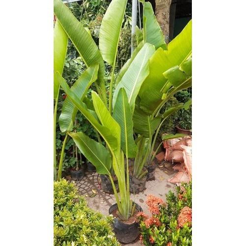 CHẬU CÂY CHUỐI CẢNH RẺ QUẠT, CÂY LỚN ĐẸP MANG MAY MẮN TÀI LỘC CHO GIA CHỦ - NCCCCLD