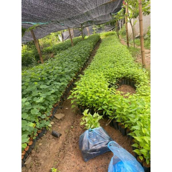 Cây giống HOA ANH ĐÀO cây cao 20cm