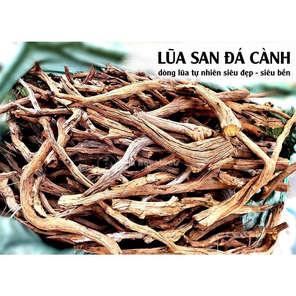 Lũa San Đá Cành - Dòng Lũa Cực Đẹp Cho Layout Natural