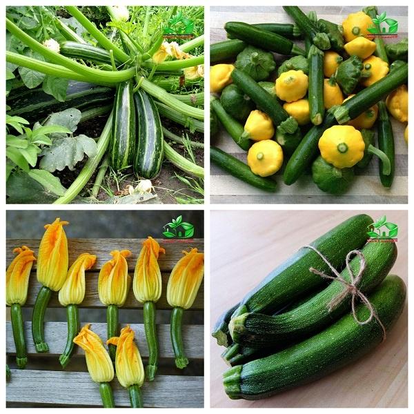 Hạt giống bí ngòi, bí ngồi xanh F1 siêu quả cao sản - Gói 10 hạt - chất lượng tốt, năng suất cao