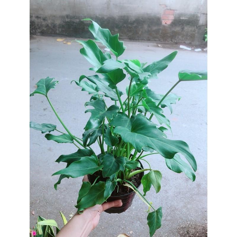 Trầu Bà Chân Vịt