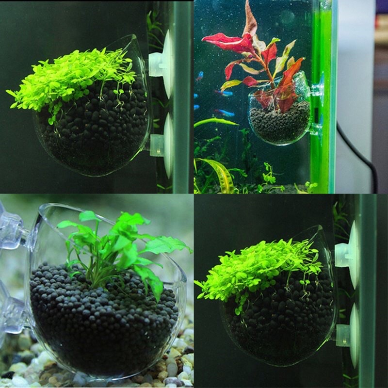 Cốc trồng cây thuỷ sinh