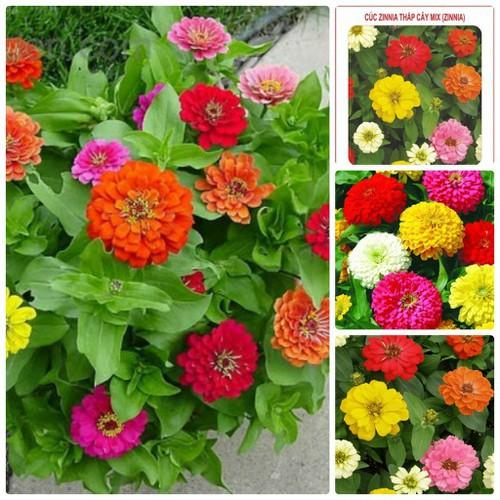 CHẬU Hoa cúc Zinnia SIÊU ĐẸP - NCCZNLN