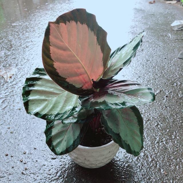 Chậu Đuôi Công Hồng