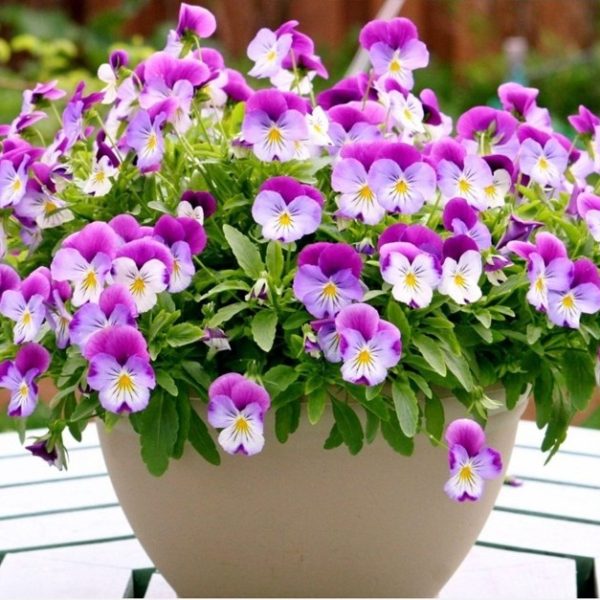 GÓI 50 Hạt Giống Hoa Pansy /Hoa Cánh Bướm Mix Nhiều Màu ĐẾN MÙA TRỒNG TẾT