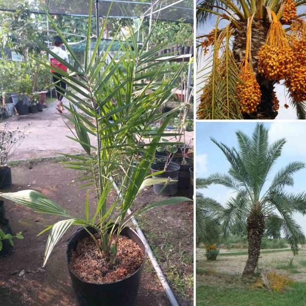 CÂY GIỐNG CHÀ LÀ ĂN QUẢ KHALAS-QUẢ VÀNG TO