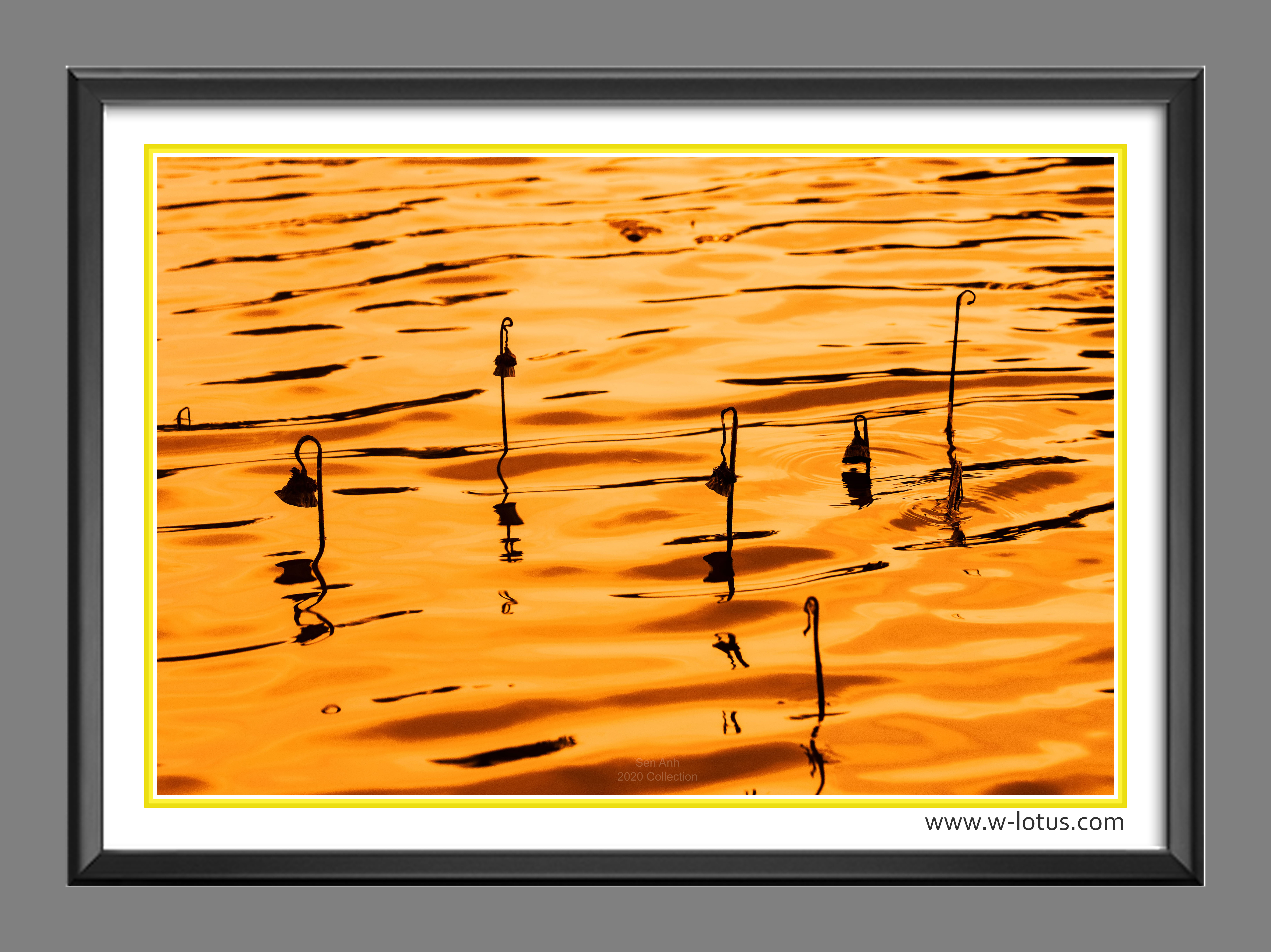 Tranh canvas hoa Sen treo phòng khách ST-00236