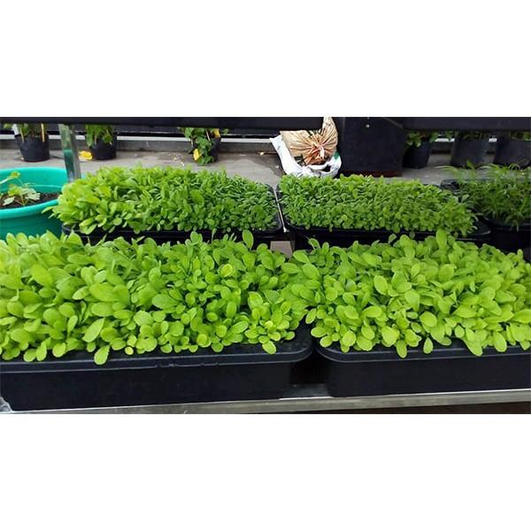 Hạt giống cải mơ đăm chân lùn 20gr