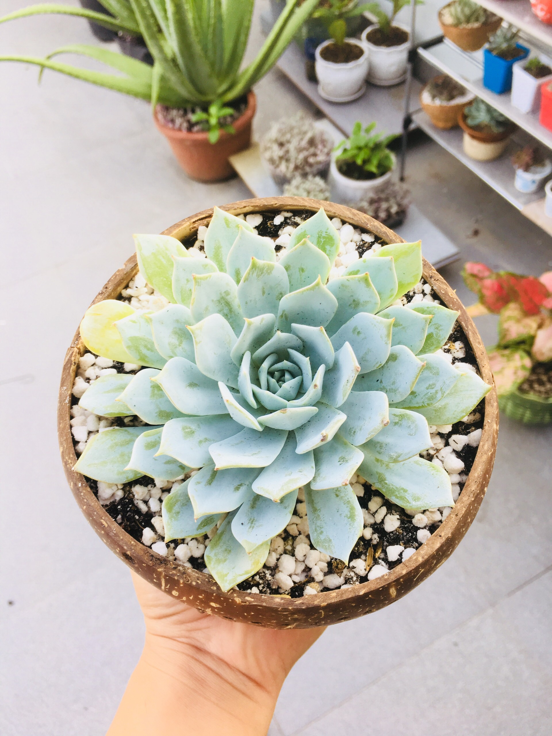 Gáo dừa trồng lan, tiểu cảnh hàng chuẩn , đẹp size lớn 13-15cm