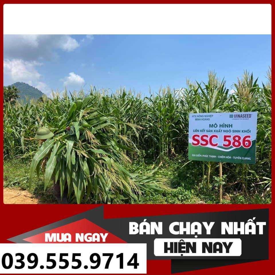 HẠT GIỐNG NGÔ SINH KHỐI SSC586 100G - DỄ TRỒNG DỄ CHĂM NĂNG SUẤT CAO
