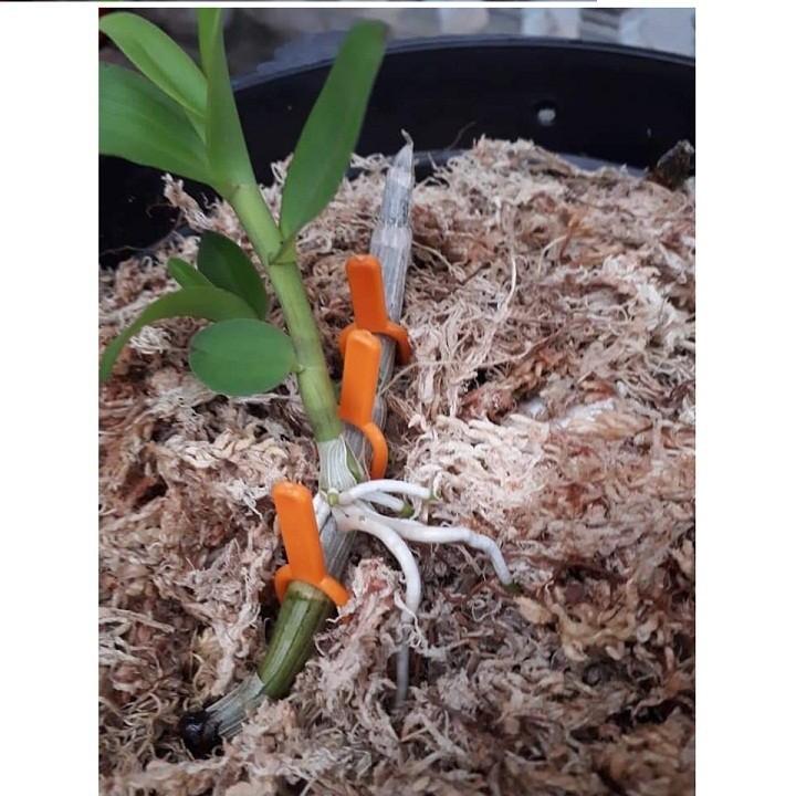 Kẹp cố định keiki , kẹp ki lan