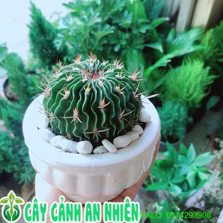 Chậu Cây Xương Rồng Trúc Ngọc