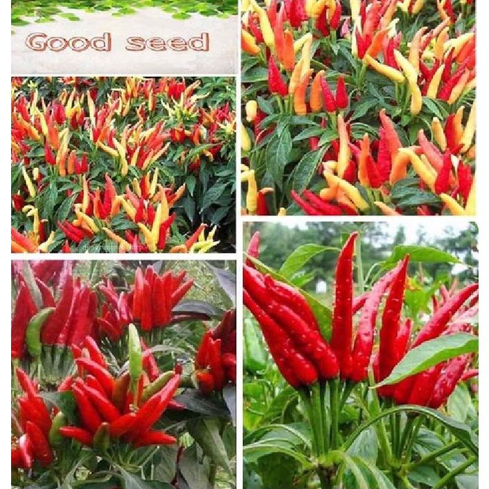 Hạt giống ớt chùm đỏ siêu cay Thái Lan-gói 0,5 gram/tặng kèm gói phân bón lót