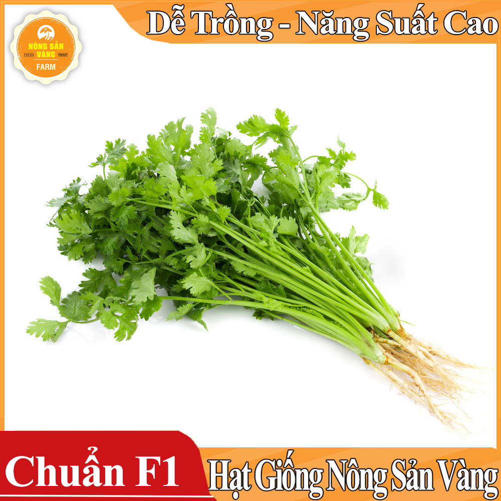 Hạt giống Rau Ngò Ta - Nông Sản Vàng