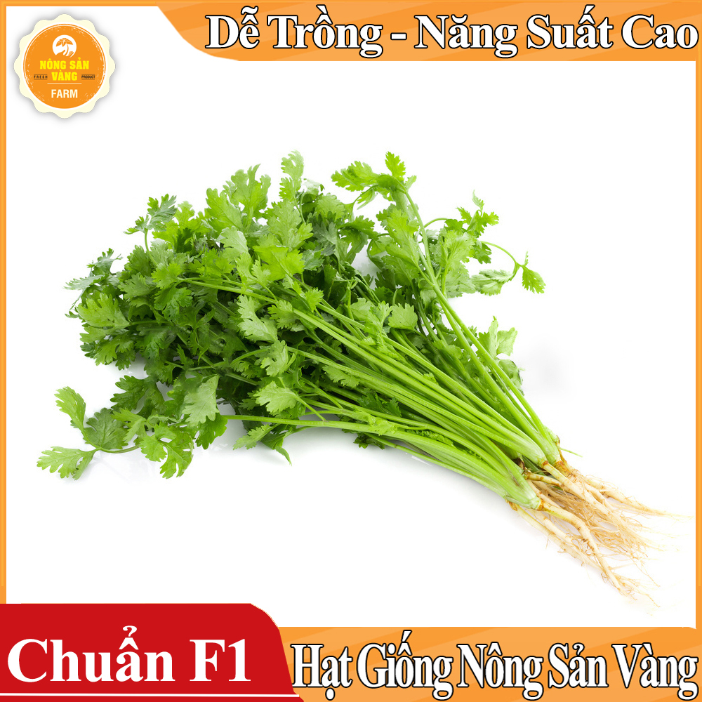 Hạt giống Rau Ngò Ta (Ngò Rí) ( Gói 20 Gram ) - Nông Sản Vàng