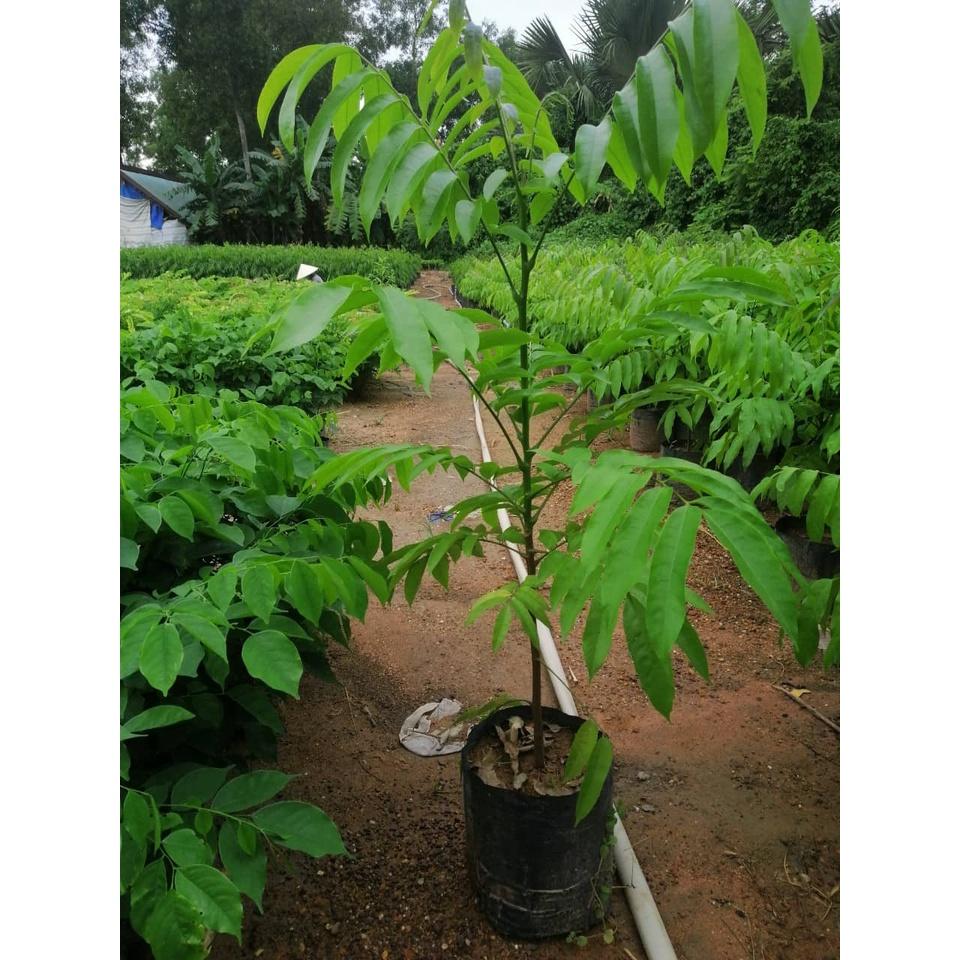 200 gram hạt giống sấu