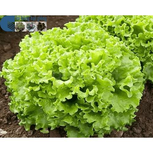 Hạt Giống Xà lách Xoăn Xanh 5gr F1 Dễ Trồng Cây Khỏe