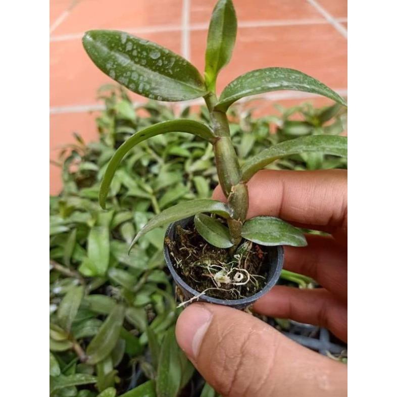 Hoa phong lan phi điệp trường sơn