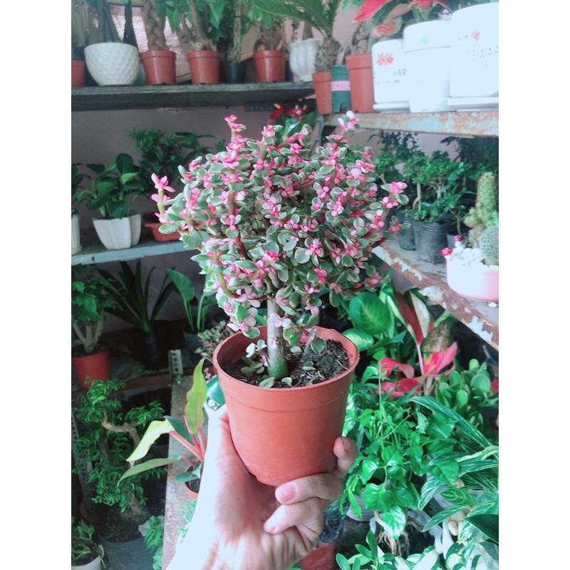 Chậu Cây Đô La Cổ Thụ