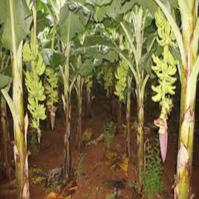 Cây giống chuối già nam Mĩ cây giống chuẩn cho năng suất cao