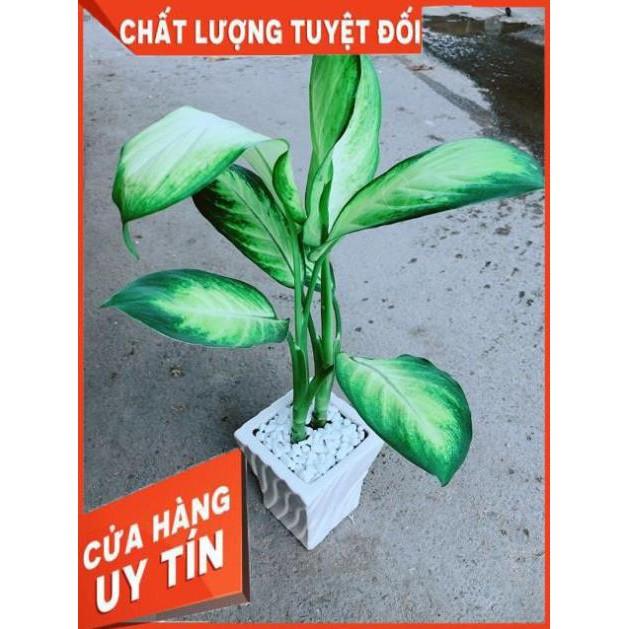 Chậu Vạn Niên Thanh