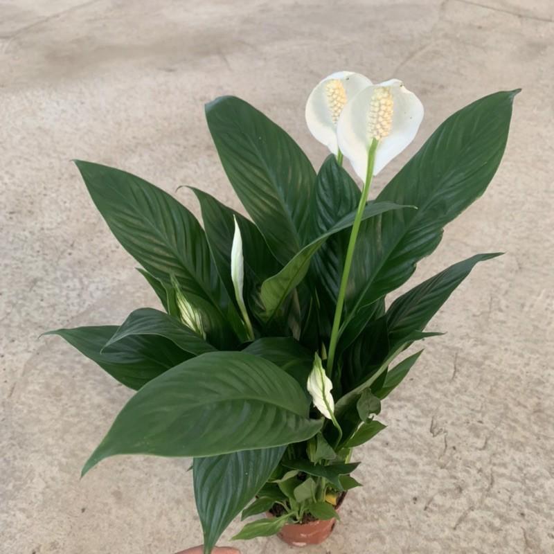 Cây hoa lan ý cao 30cm, hoa lá xum xuê nở quanh năm tươi tốt, cây hoa trồng để bàn, trang trí nội thất và sân vườn