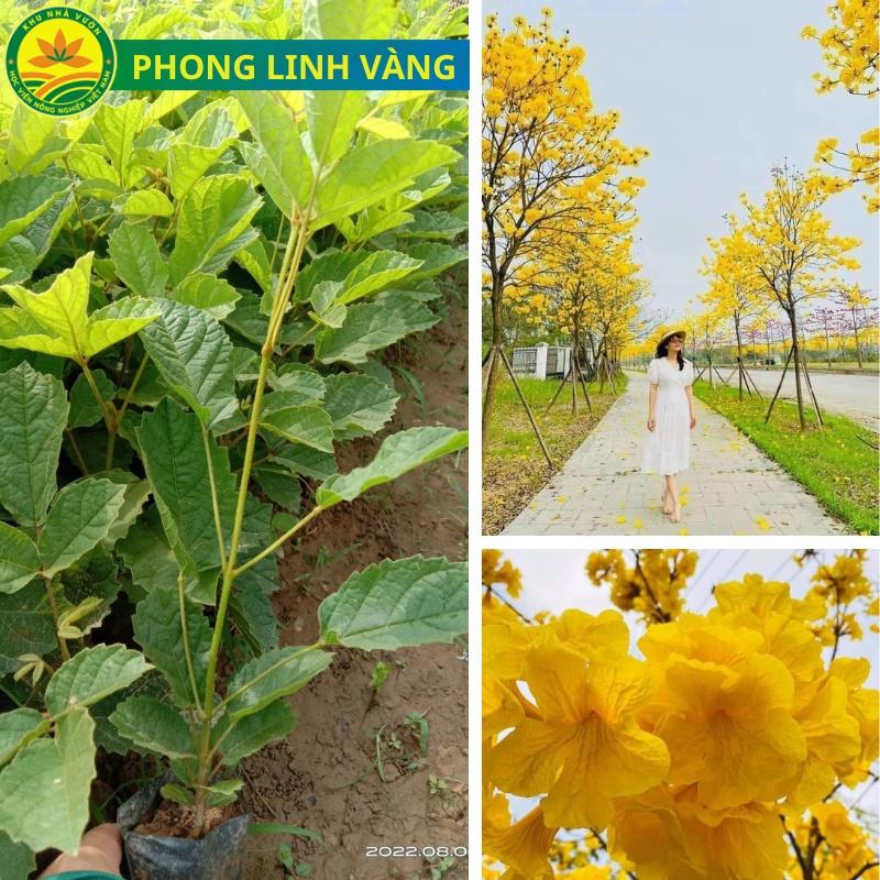 Cây giống phong linh vàng, tím, hồng, giống cây công trình mang nhiều ý nghĩa phong thủy, mang tài lộc đến cho gia chủ