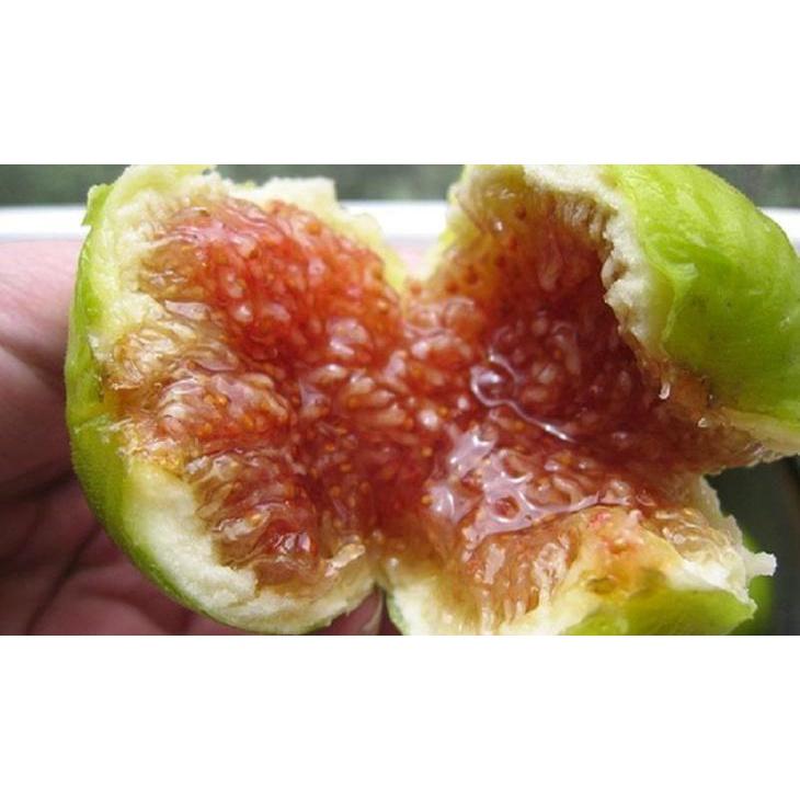 Cây sung mỹ