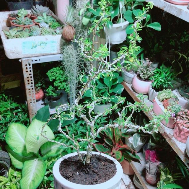 Chậu Cây Linh Sam