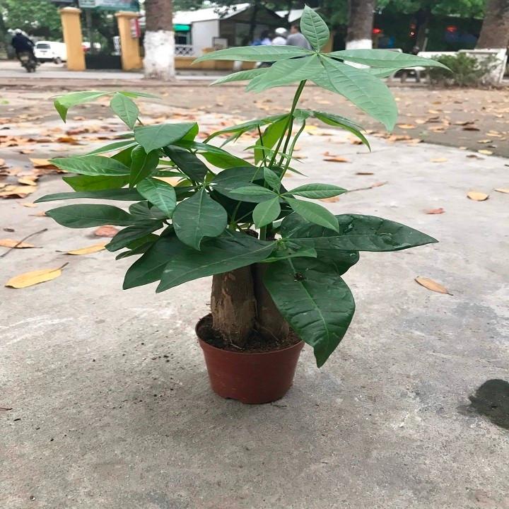 Cây kim ngân 3 thân cây đẹp chuẩn giống