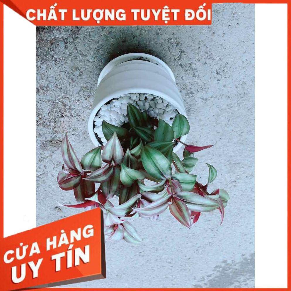 Cây Thài Lài Tím Nhiều Người Mua