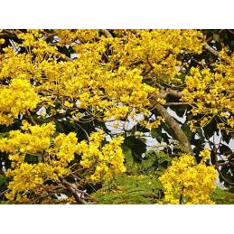 CÂY GIỐNG CÂY HOA PHƯỢNG VÀNG SIÊU ĐẸP