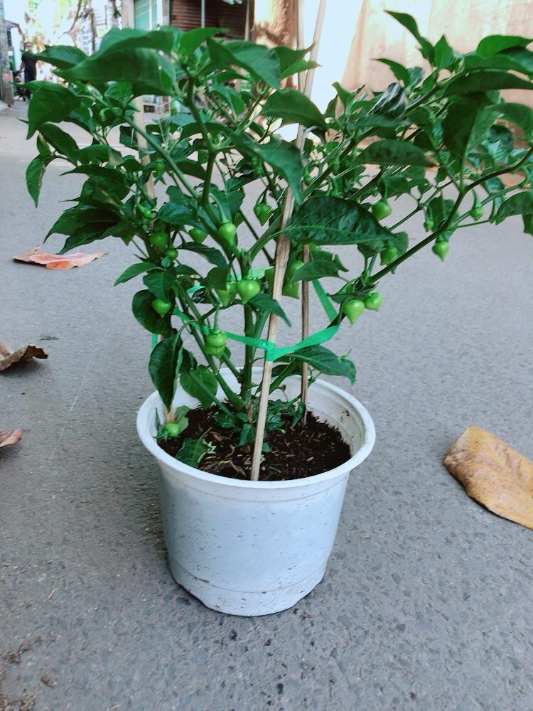 Chậu Ớt Kiểng Trái Tim Hàng Đẹp