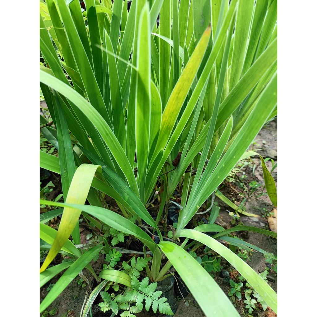 Combo 2 cây giống xạ can