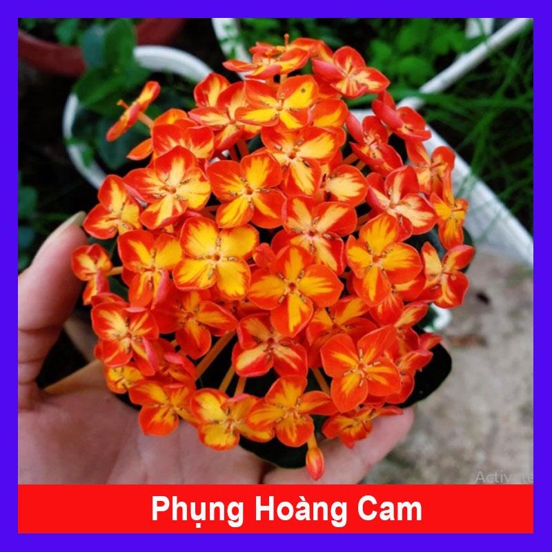 Cây trang phụng hoàng cam + cây cảnh đẹp + Tặng phân bón cho cây mau lớn