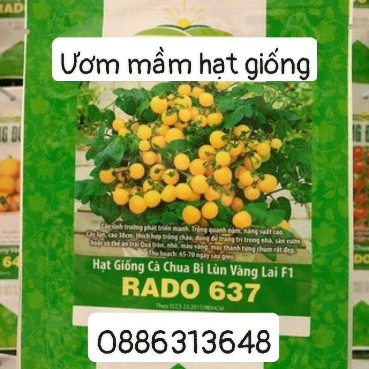 Giống cà chua bi lùn vàng