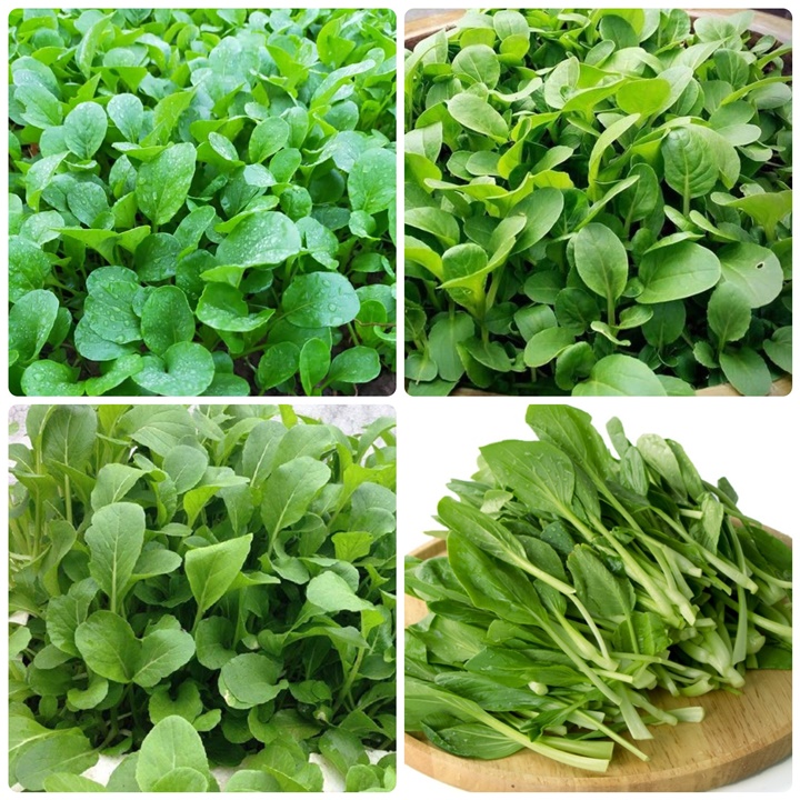 Hạt giống Cải ngọt bông ăn non gói 20gram