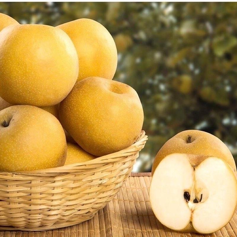 Cây giống lê nâu cho quả vỏ mỏng ăn giòn, ngọt, thơm, nhiều nước