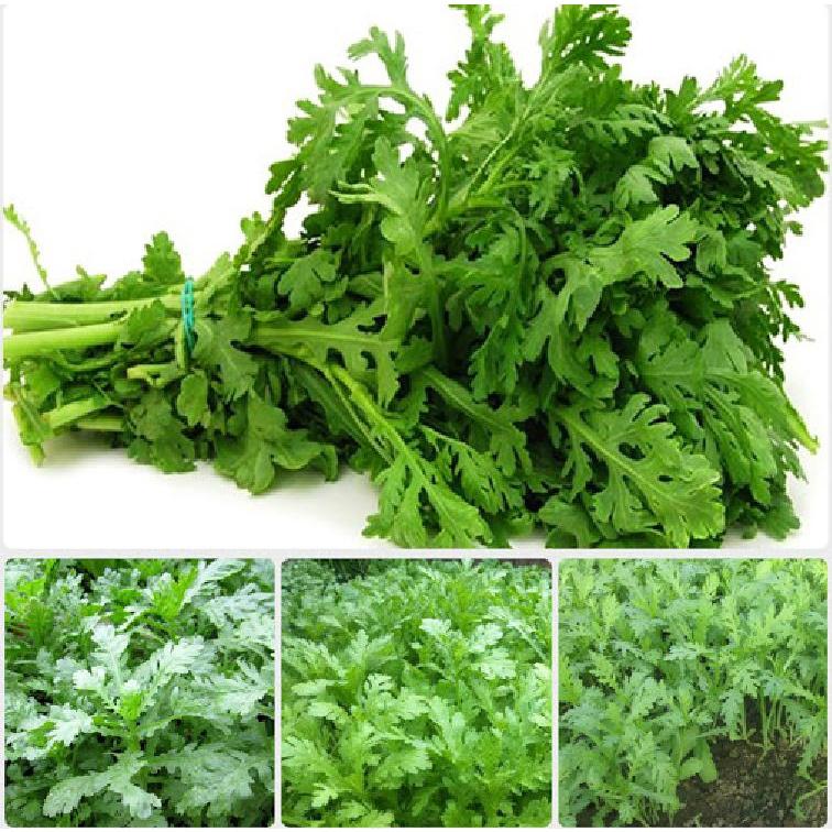 Hạt Giống Rau Tần Ô Lá Tròn - 1kg
