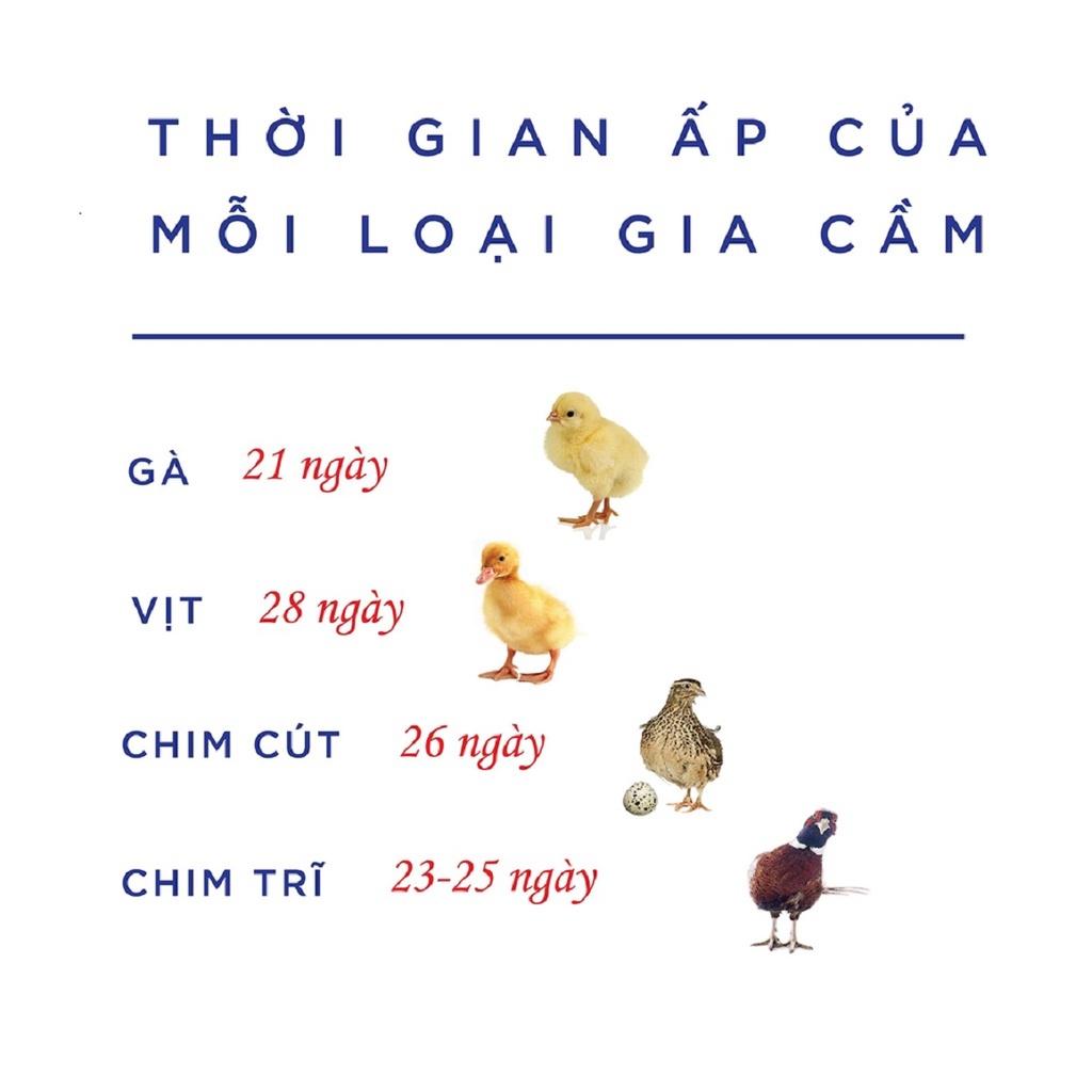 Máy ấp trứng nở gia cầm ngỗng ngan gà vịt úm (ko kem thung xop)