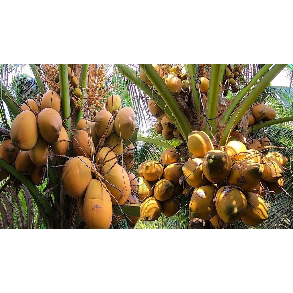 cây giống dừa xiêm đỏ mã lai (Giống cây dừa malaysi)