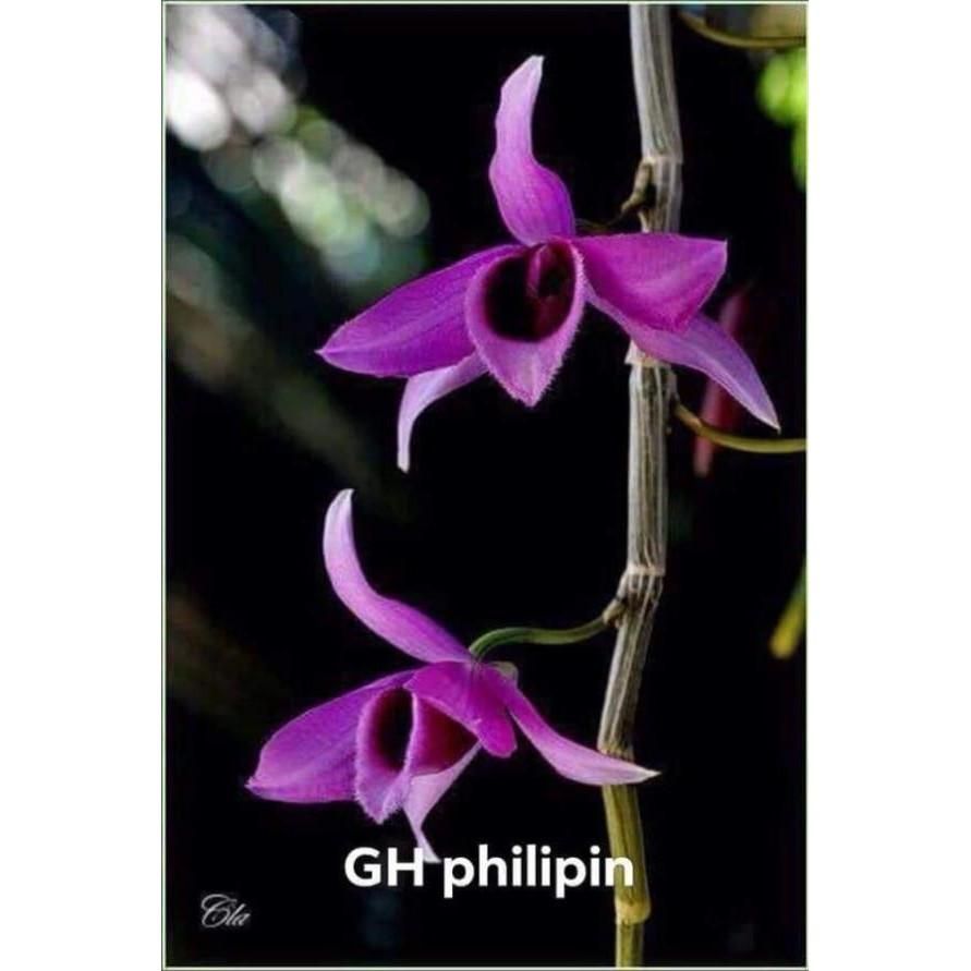 Dã hac Philipin