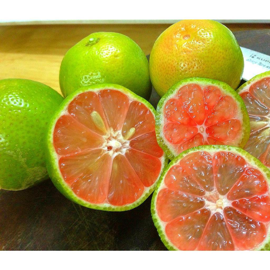 Chanh đào cây ghép mắt nhanh ra quả