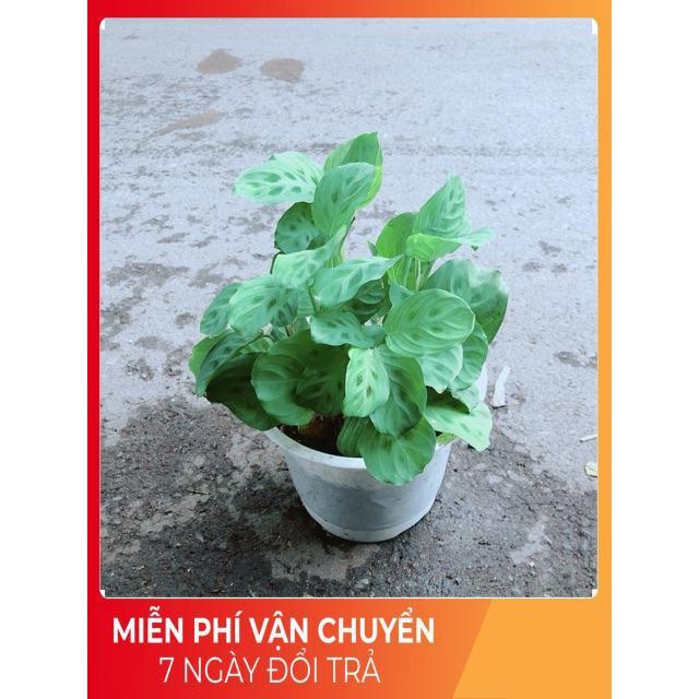 Đuôi Công Xanh Lá Tròn Nhỏ