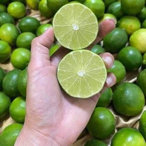 Cây giống chanh tứ quý